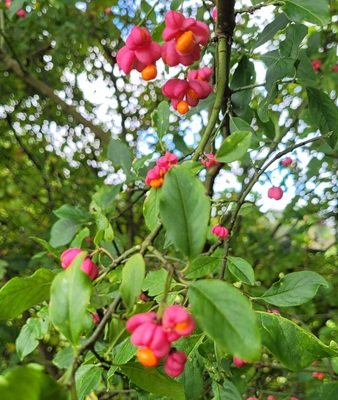 Image of Spindletree