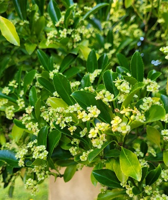 Image of Evergreen Spindle