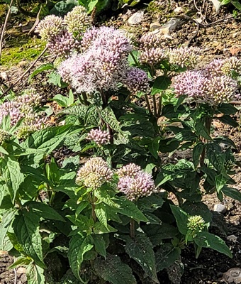 Image of Hemp Agrimony