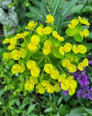 Image of Irish Spurge