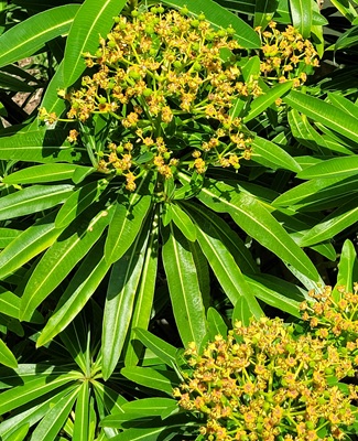 Image of Canary Spurge