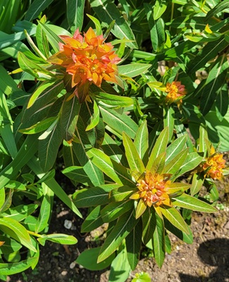 Image of Tree Spurge
