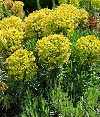 Image of Mediterranean Spurge