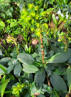 Image of Wood Spurge