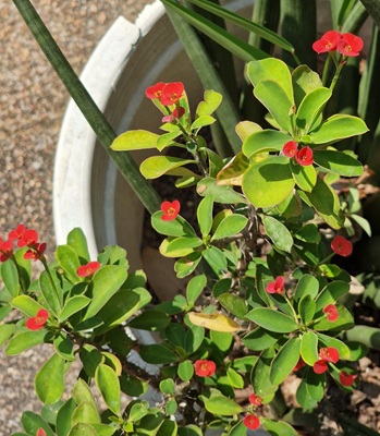 Crown of Thorns