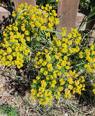 Cypress Spurge