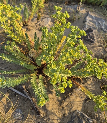 Image of Sea Spurge