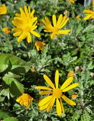 Grey-leaved Euryops