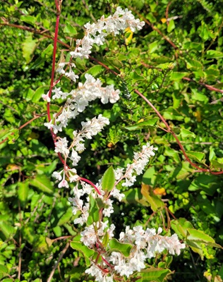 Image of Russian Vine