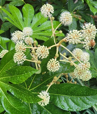 Image of Paper  Plant