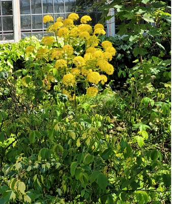 Image of Giant Fennel