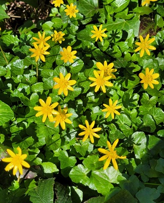 Image of Lesser Celandine