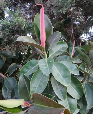 Rubber Plant