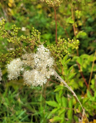 Image of Meadowsweet