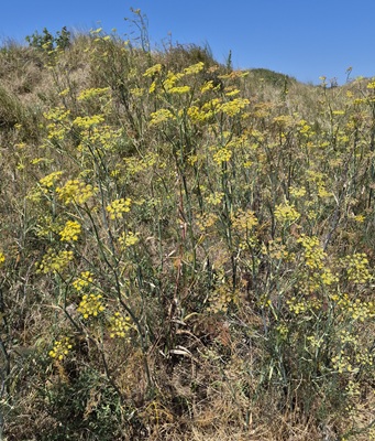 Image of Common Fennel