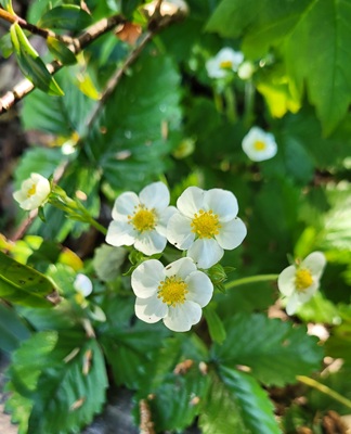 Image of Woodland Strawberry