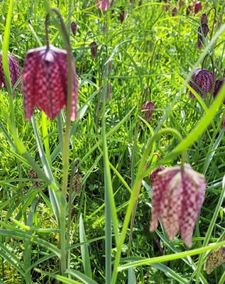 Image of Snake's Head Fritillary