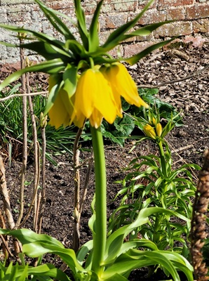 Image of Crown Imperial