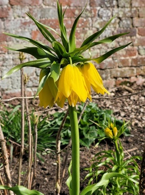 Crown Imperial