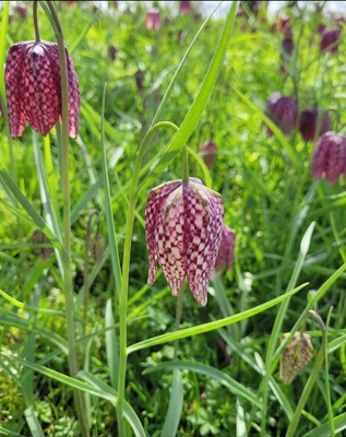 Snake's Head Fritillary