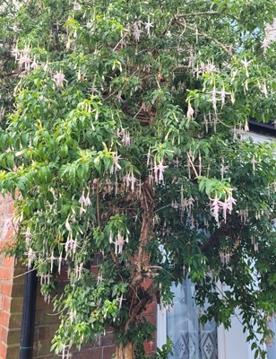 Image of Hardy Fuchsia