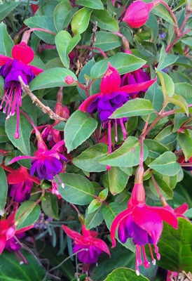 Image of Fuchsia