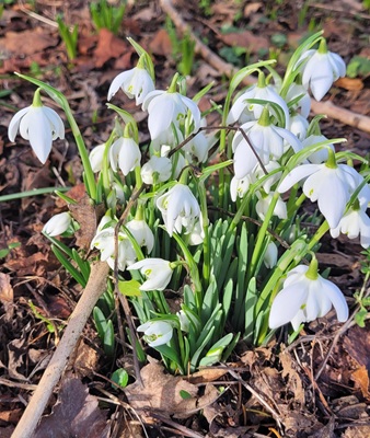 Image of Snowdrop