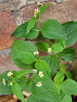 Image of Peruvian Daisy