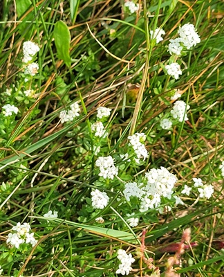 Image of Heath Bedstraw