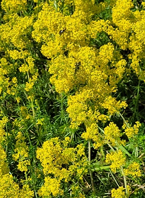 Image of Lady's Bedstraw