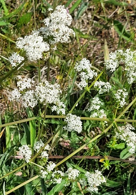 Image of White Bedstraw