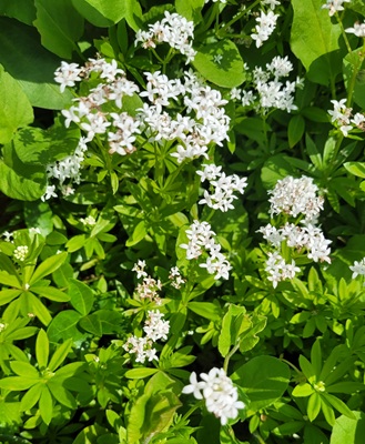 Image of Sweet Woodruff