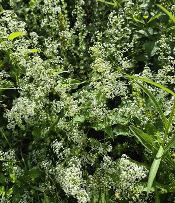 Hedge Bedstraw