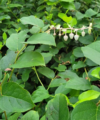 Salal