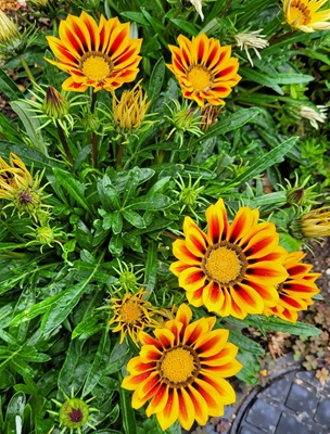 Image of Treasure Flower