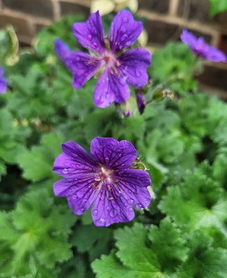 Image of Marsh Crane's-bill