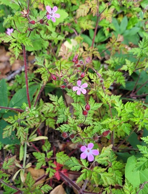 Image of Herb Robert