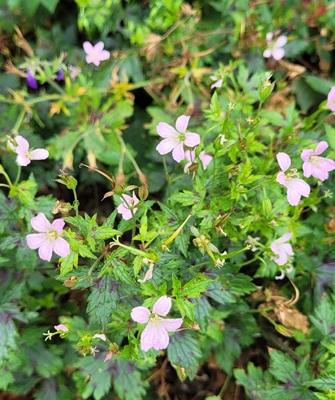 Image of Endres Cranesbill