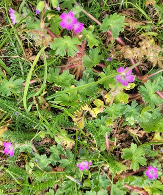 Image of Dove's-foot Crane's-bill