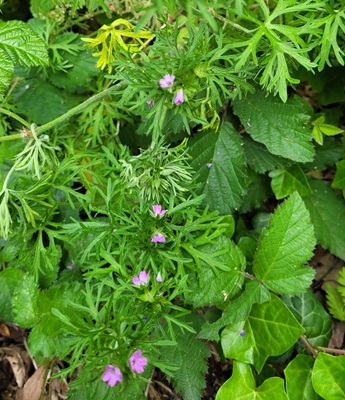 Cut-leaved Crane's-bill