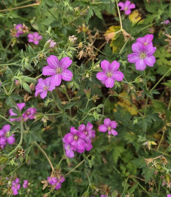 Image of Endres's Cranesbill
