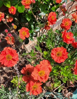 Image of Scarlet Avens