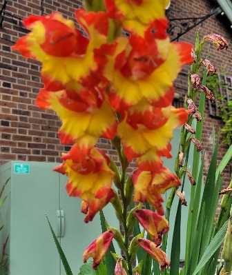Image of Gladiolus