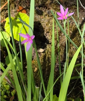 Image of Field Gladiolus