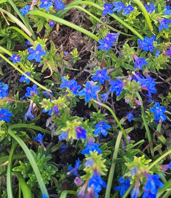 Image of Olive-leaved Gromwell