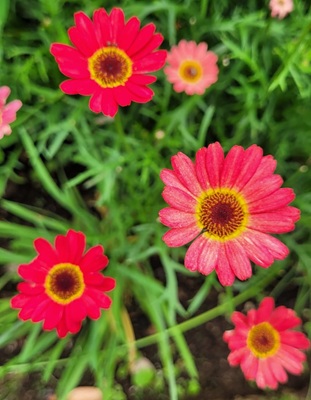Image of Tricolor Chrysanthemum