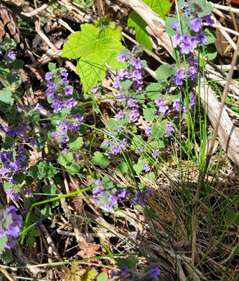 Image of Ground-ivy