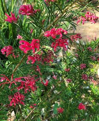 Image of Red Silky Oak