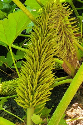 Image of Chilean Rhubarb