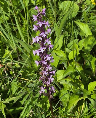 Small Image